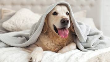 Un perro envuelto en una manta sobre una cama con cabecera capitonada.