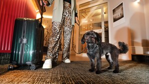 A dog standing on a patterned carpet with a suitcase and a person in leopard print pants. - Best Western Hotel Windorf (Leipzig)