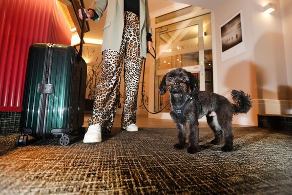 A dog standing on a patterned carpet with a suitcase and a person in leopard print pants. - Best Western Hotel Windorf (Leipzig)