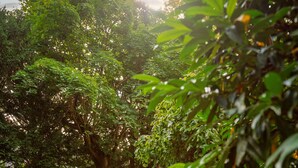 Een tuinpad omringd door weelderig groen en bomen.