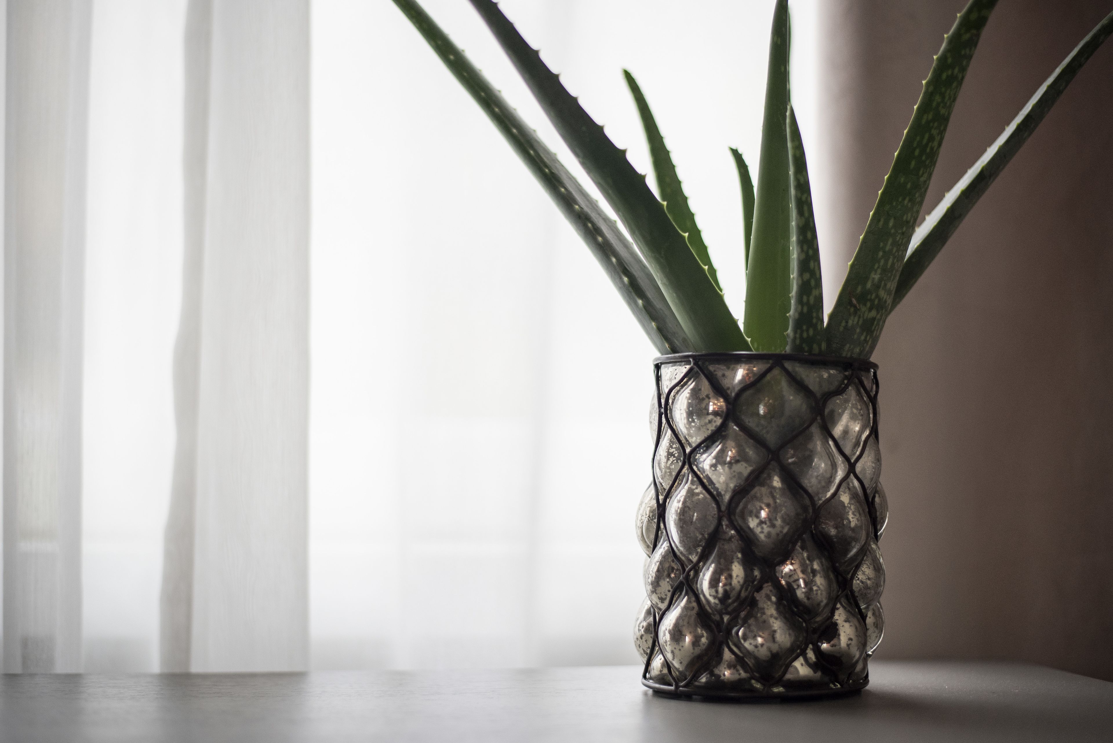 A potted aloe vera plant in a textured glass container.