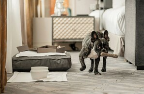 Pet-friendly amenities - Mandarin Oriental, Geneva (Geneva)