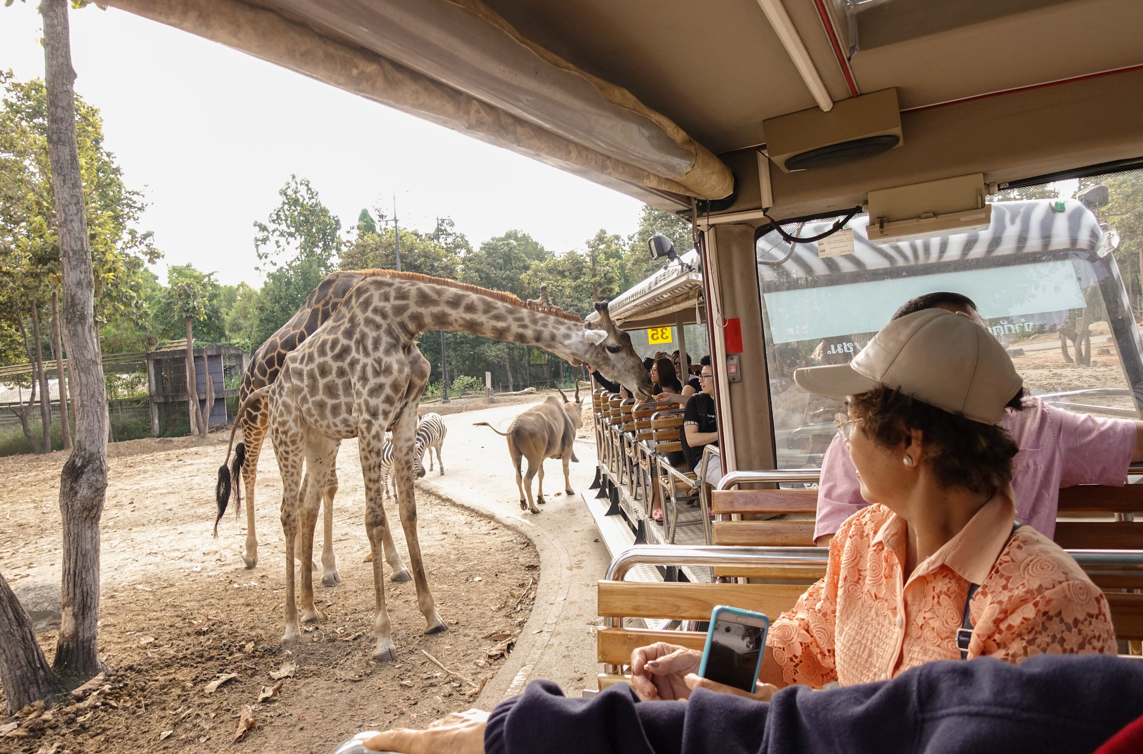 A bus with passengers observing giraffes and a zebra in an outdoor enclosure.