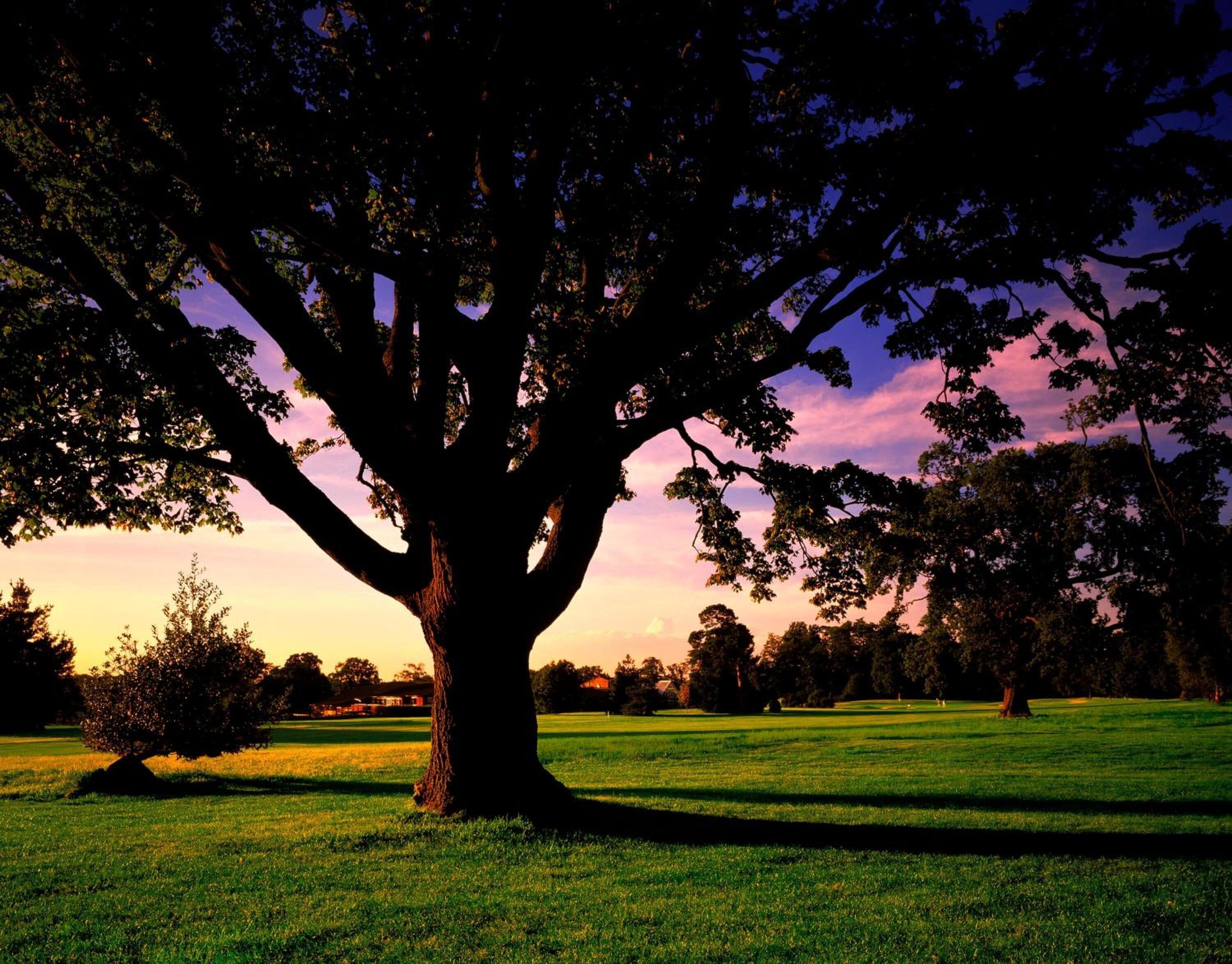 A large tree in a grassy field with a clear sky.