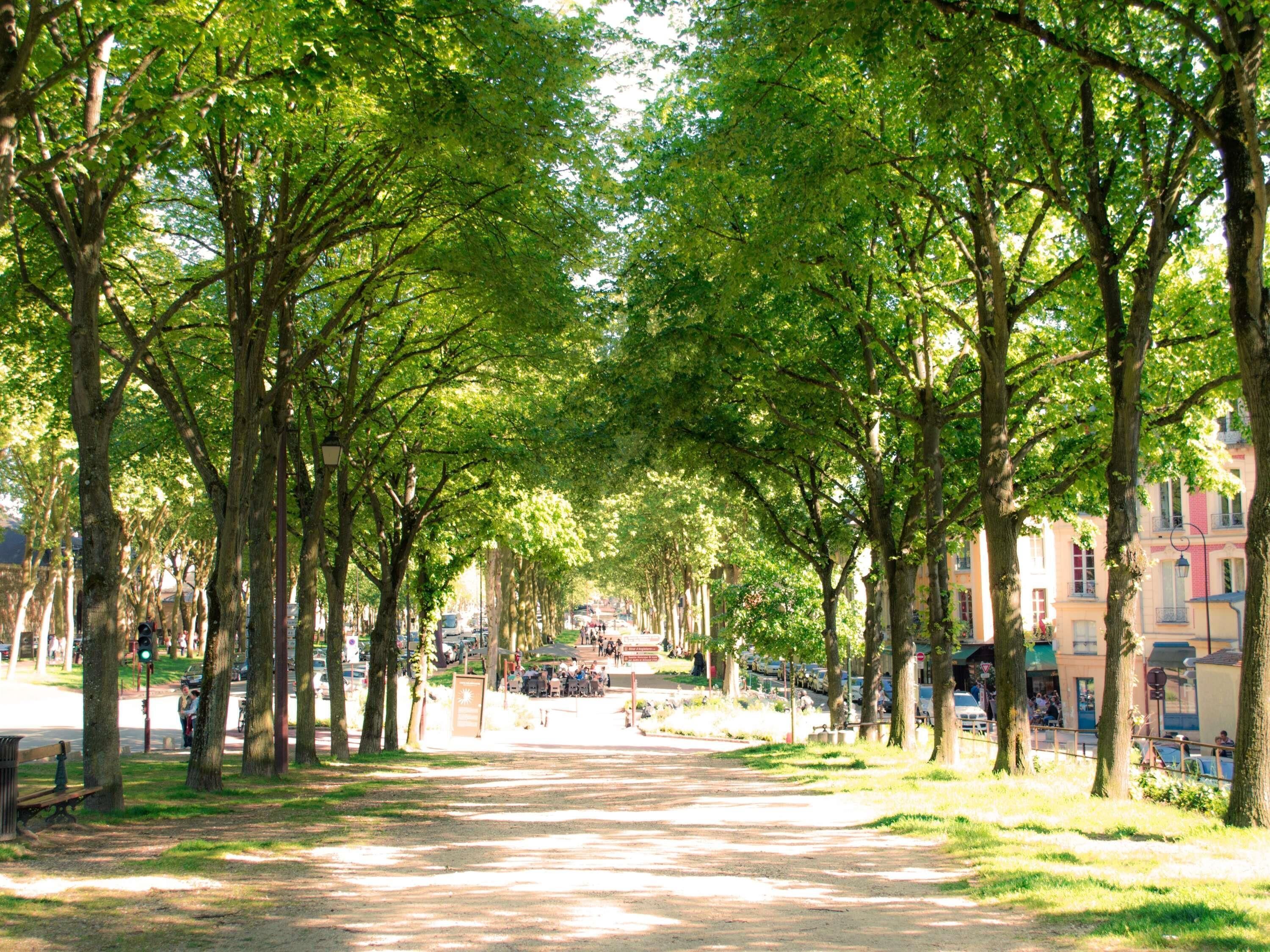A tree-lined pathway in a park with benches and buildings in the background.