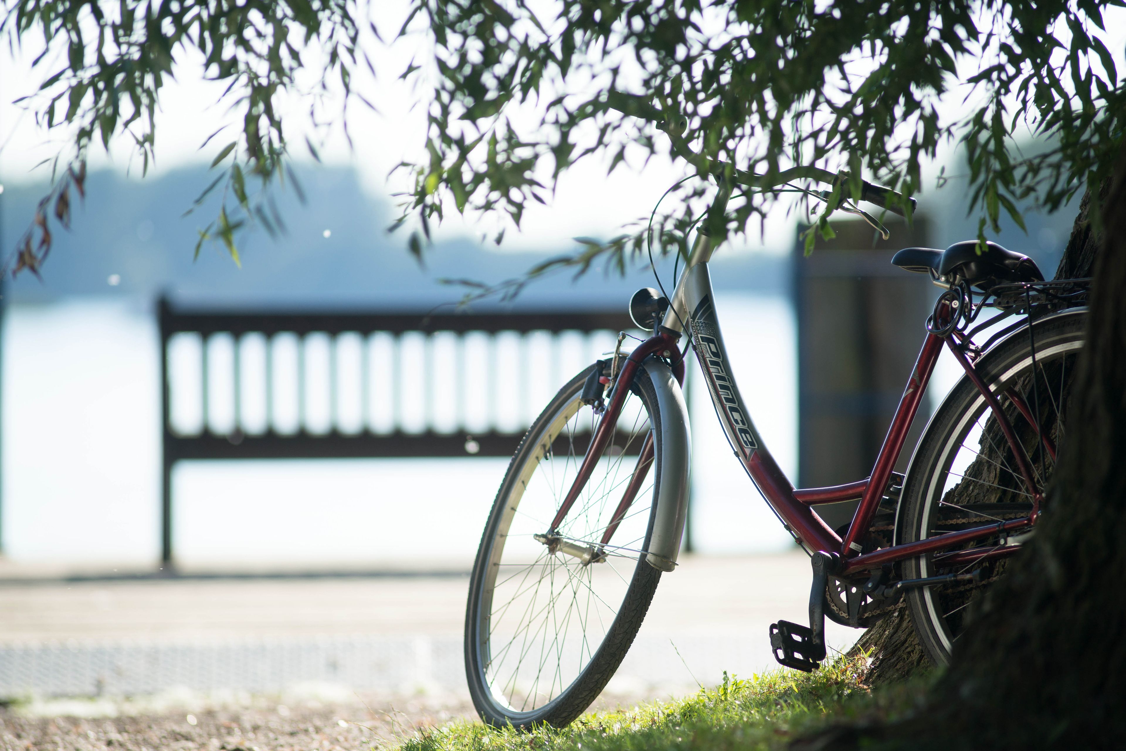A bicycle parked under a tree with a bench in the background.