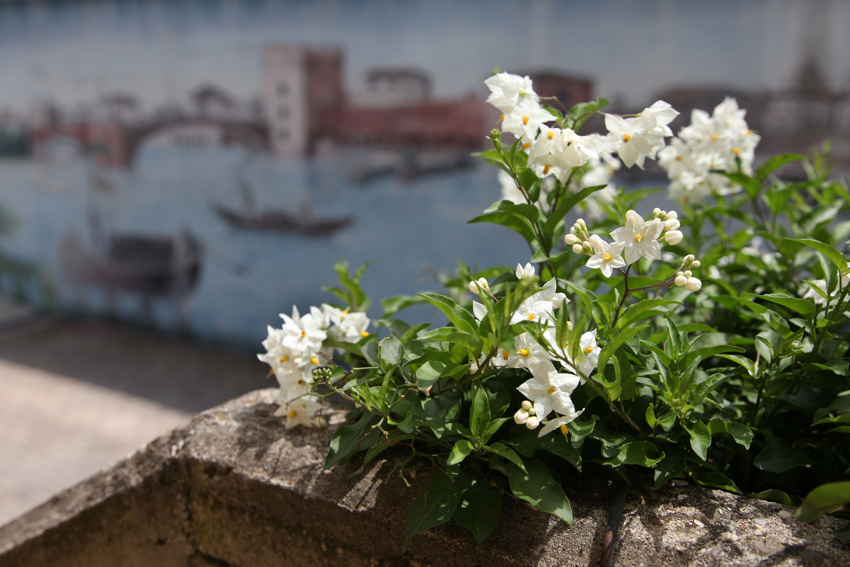 A stone ledge with white flowers and green leaves.