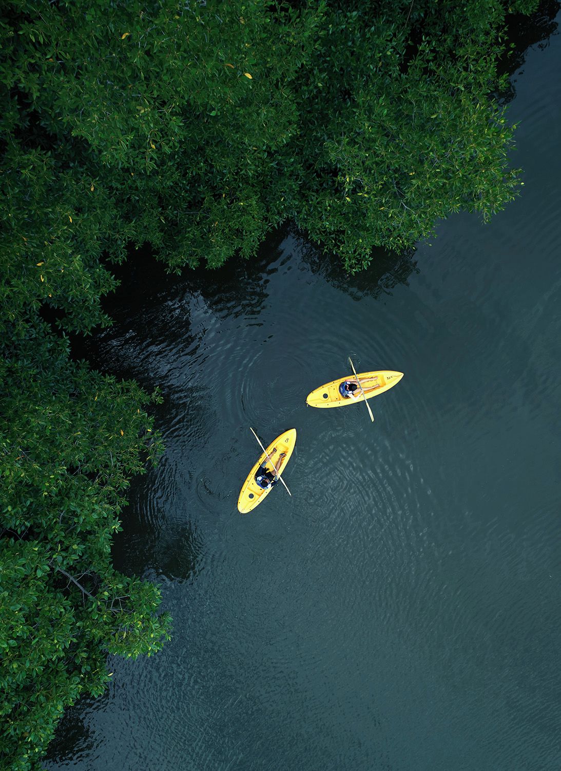 Dos kayaks amarillos sobre aguas tranquilas, rodeados de abundante vegetación verde.