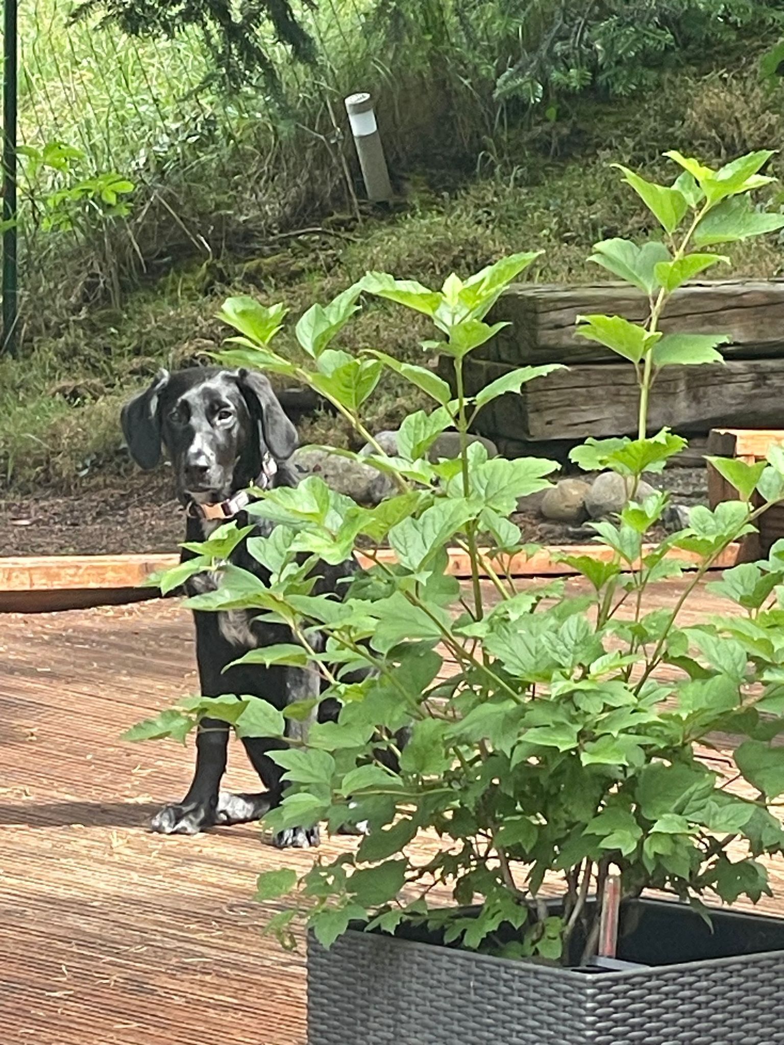 Un chien noir est assis dans un jardin, avec un pot de fleurs en premier plan.