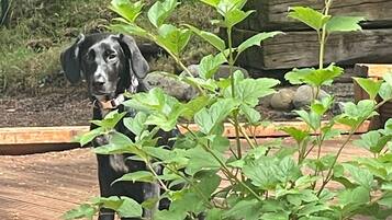 Un chien noir est assis dans un jardin, avec un pot de fleurs en premier plan.
