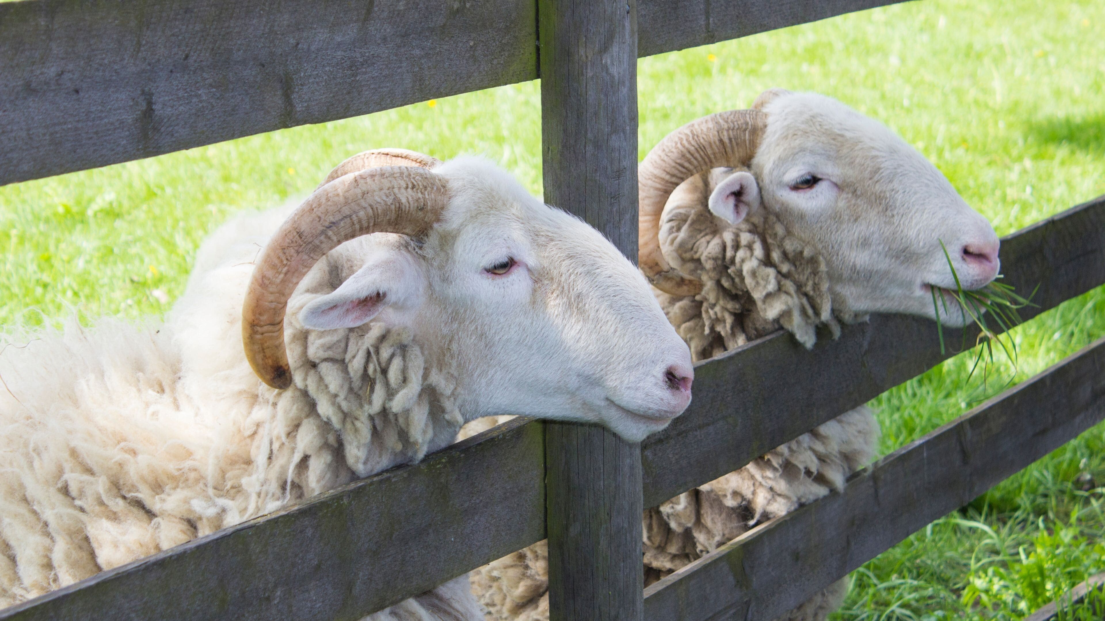 Deux moutons aux grandes cornes recourbées, derrière une clôture en bois.