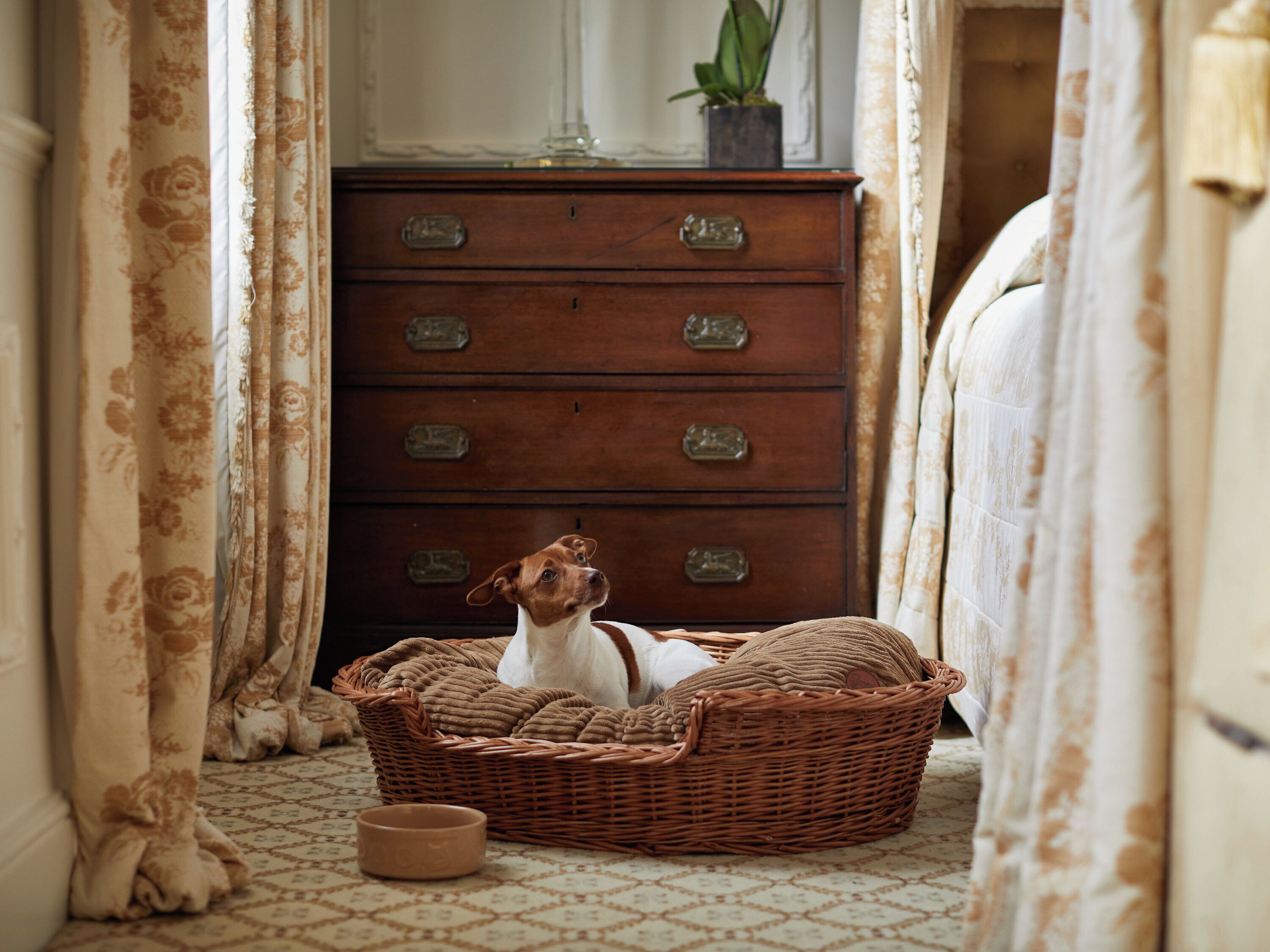 A dog in a wicker basket on a patterned floor, a wooden dresser with drawers, and a plant on top.
