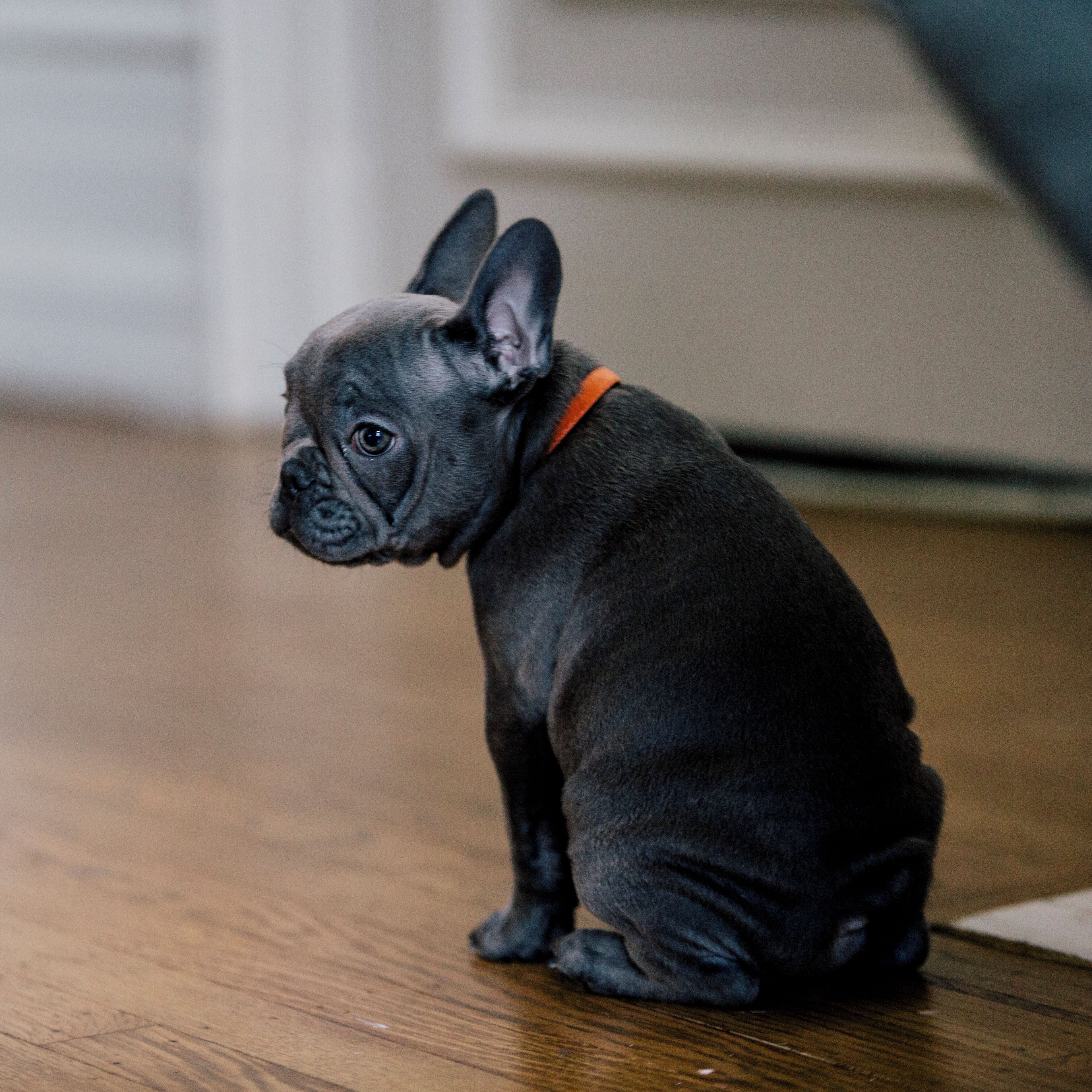 A small, dark-colored dog sitting on a wooden floor.
