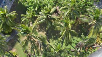 A dense cluster of palm trees in a landscaped area with a paved walkway and a stone wall in the background.