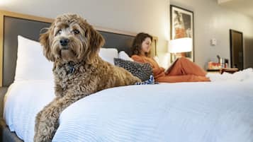 Superior Room, 1 King Bed (Smoke Free) | Egyptian cotton sheets, premium bedding, pillow-top beds, in-room safe