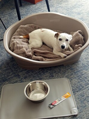 Pet-friendly amenities