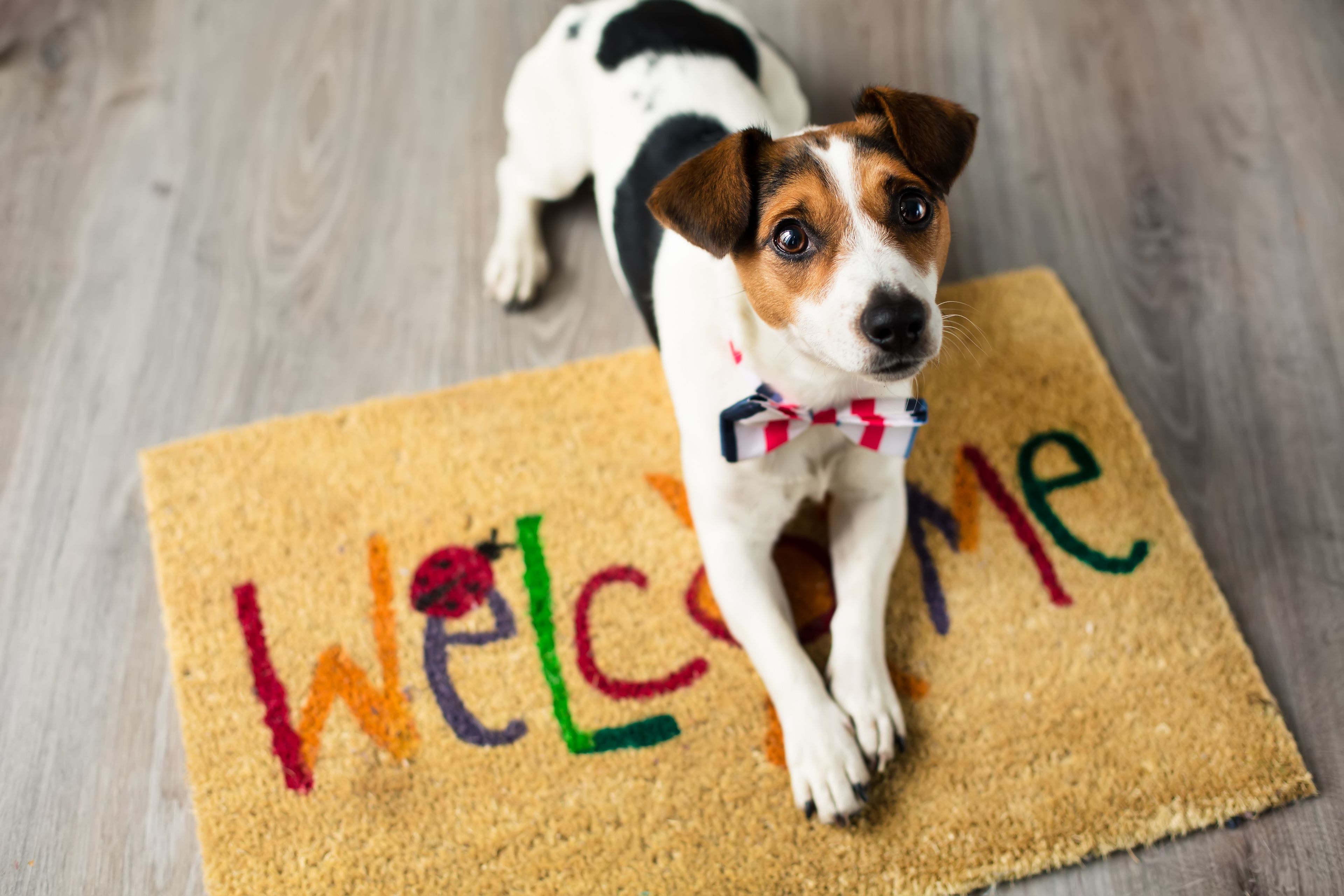 Un perro de pie sobre un felpudo con letras de colores que dicen 'Welcome'.