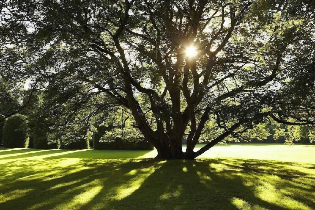 Ein großer Baum, durch dessen Äste das Sonnenlicht scheint.
