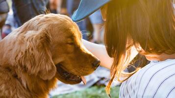 Una persona acariciando un golden retriever.