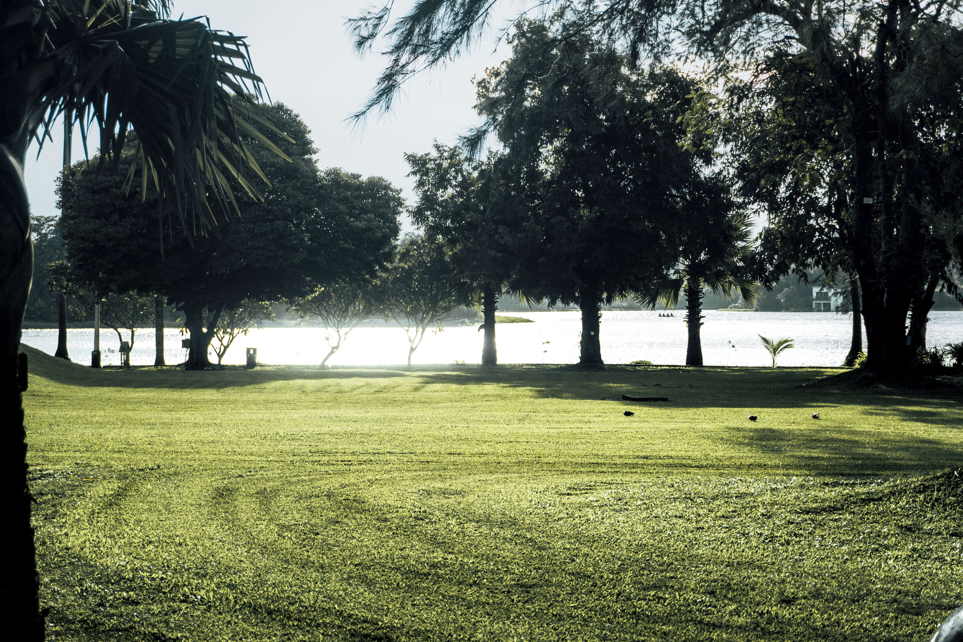 A grassy park area with trees and a body of water in the background.