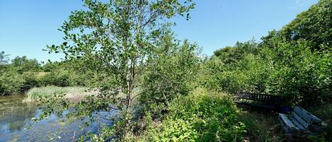 A natural landscape with a body of water, dense greenery, and a wooden bench.
