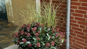 Une plante en pot, avec des fleurs rouges et des feuilles vertes, placée devant un mur de briques et une porte en verre.