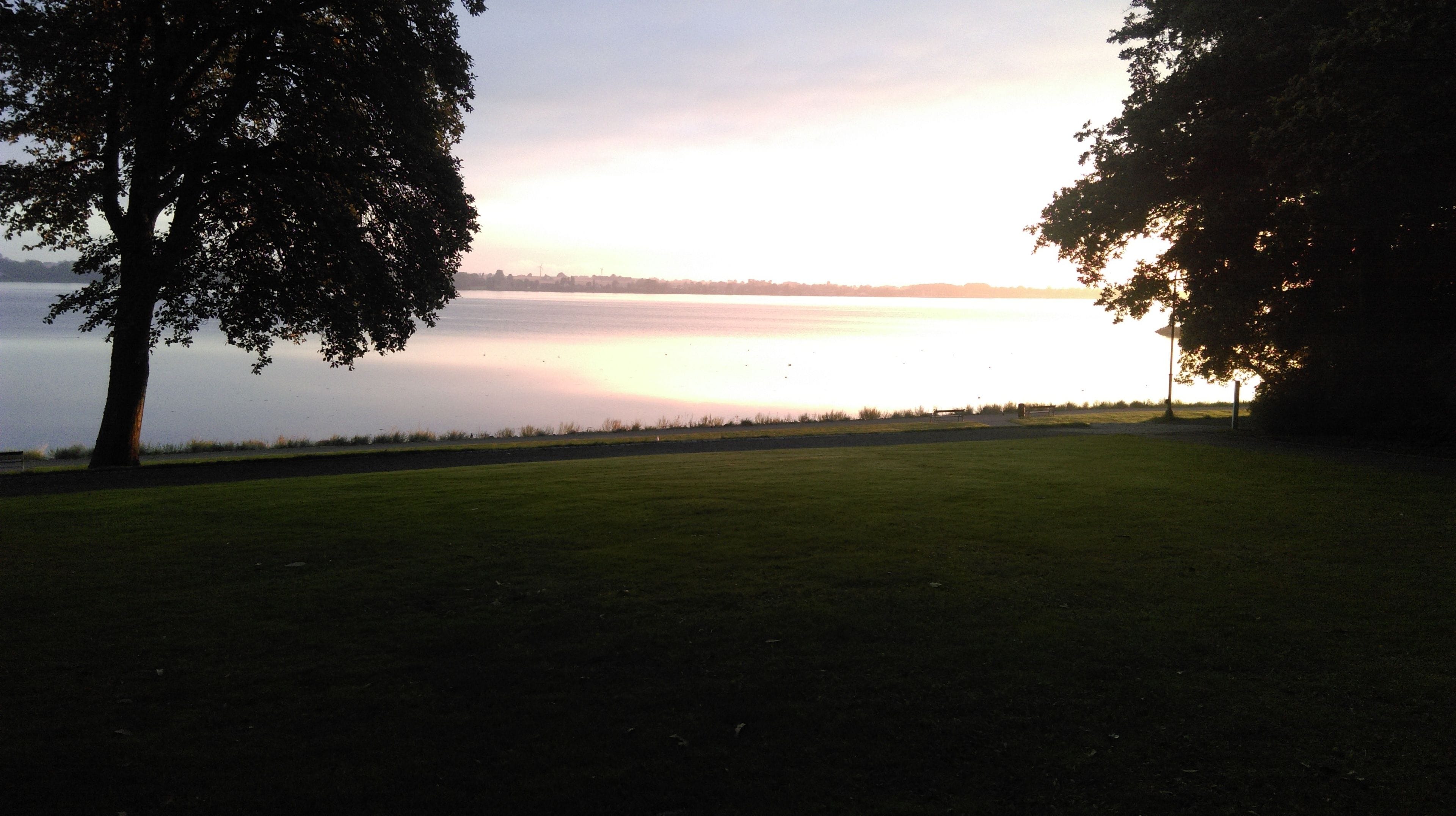 A grassy field with a tree on the left and a body of water in the background.