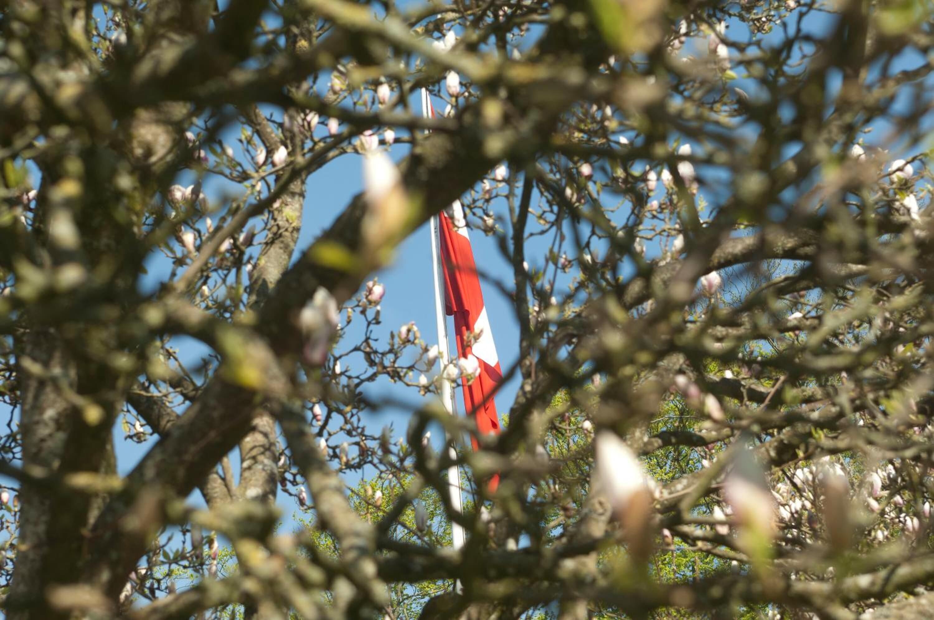 A flagpole with a flag, surrounded by branches and blossoms.