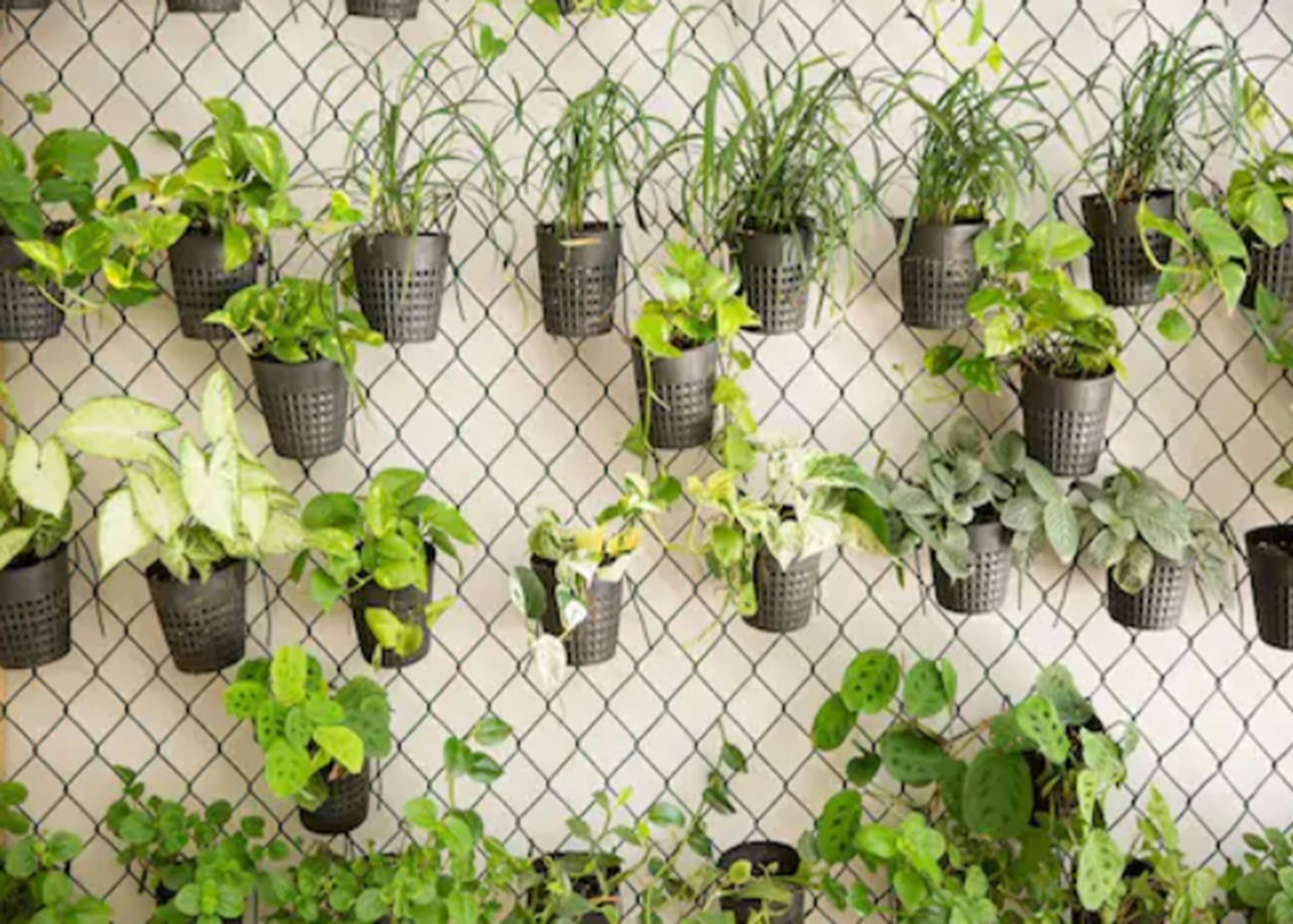 outdoor pool, open 8:00 am to 8:00 pm, pool umbrellas, pool loungers