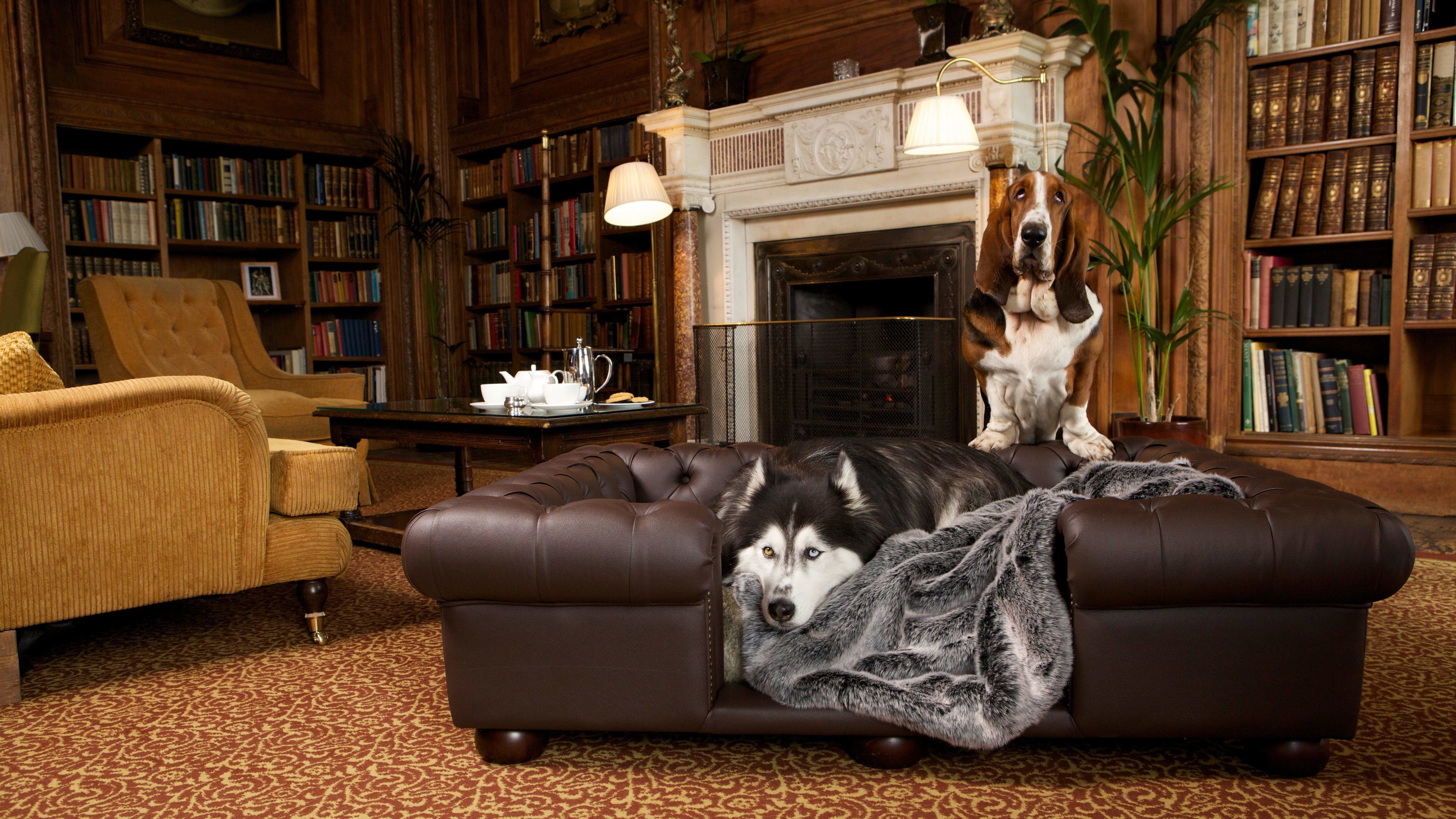A cozy living room with a brown leather sofa, a dog lying on it, and another dog standing nearby. There are bookshelves filled with books, a fireplace, and a table with a teapot and cups.
