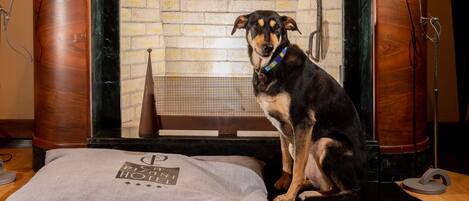 Un chien est assis devant une cheminée, avec un mur en briques et un cadre en bois.