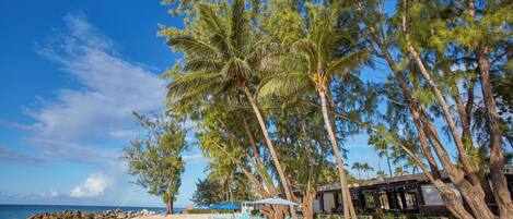 A beach with lounge chairs, a building with outdoor seating, and palm trees.