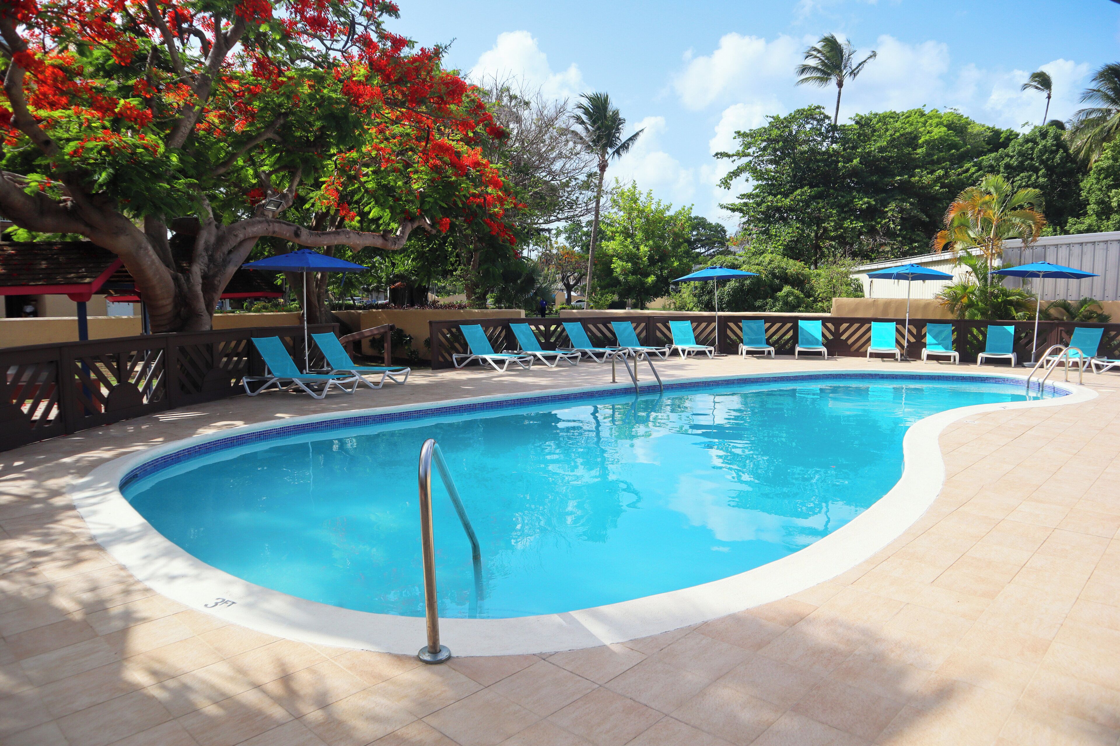 Piscina com espreguiçadeiras e guarda-sóis, cercada por árvores e um muro.