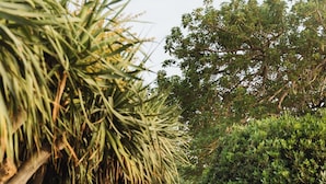 A pathway lined with various plants and trees, leading through a garden area. - The Phoenicia Malta - The Leading Hotels of the World (Floriana)