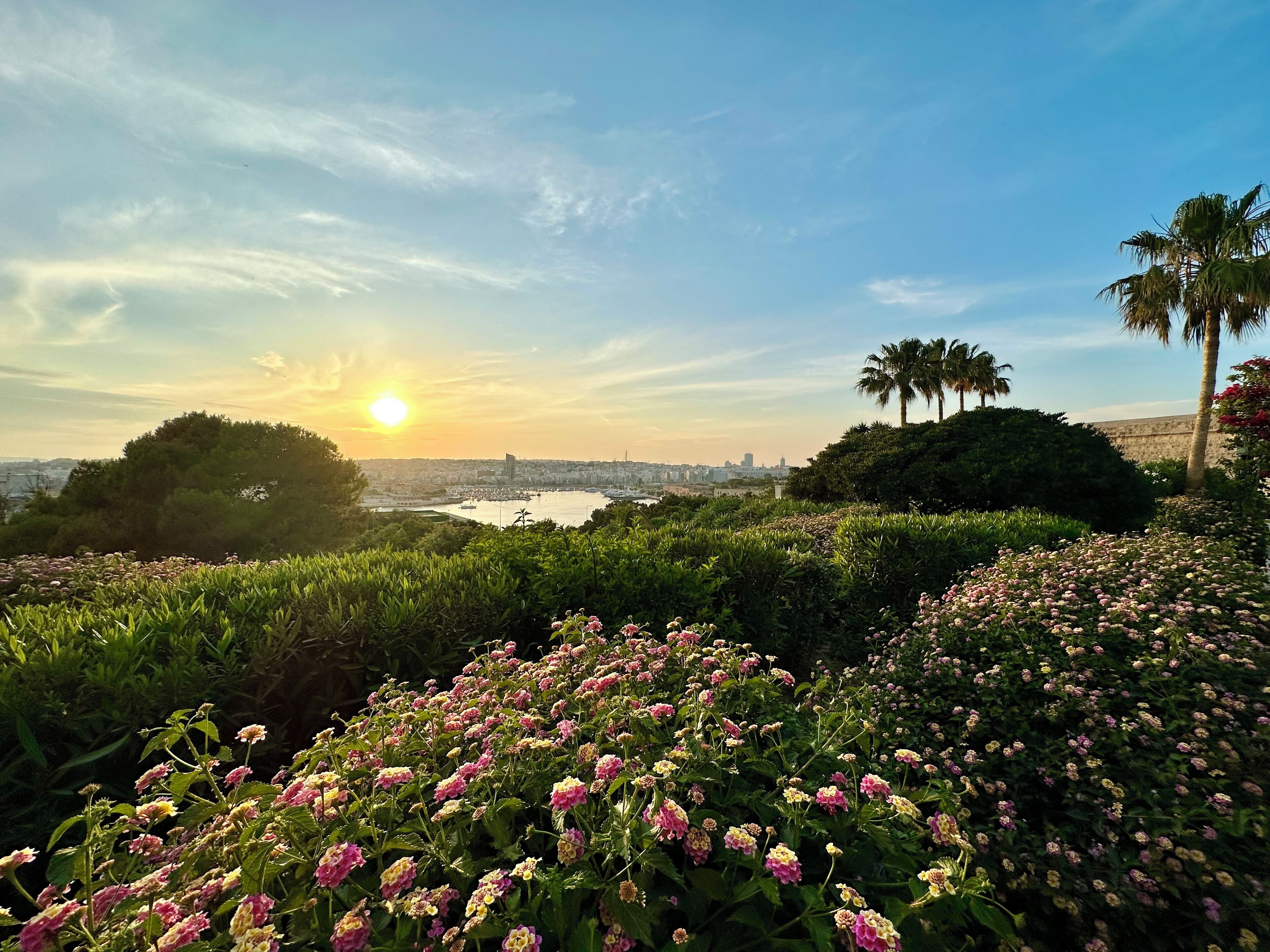 Un jardín con plantas en flor y palmeras, con vistas a un paisaje urbano que incluye edificios y una masa de agua.