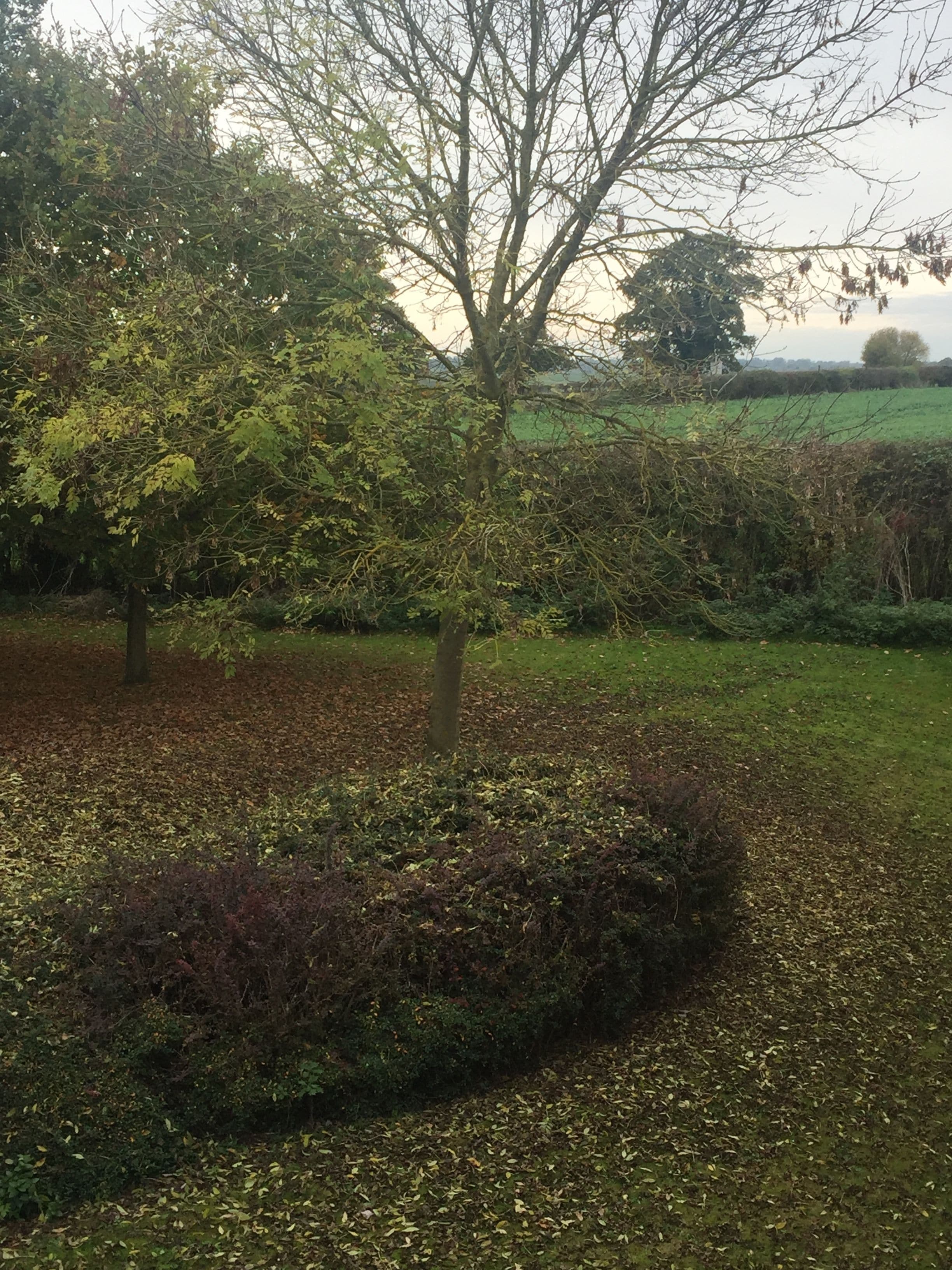 Un árbol en un jardín con un campo de hierba al fondo.