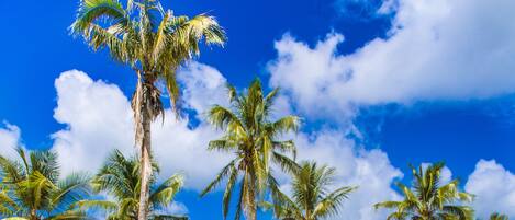 A clear blue pool surrounded by palm trees and beach huts.