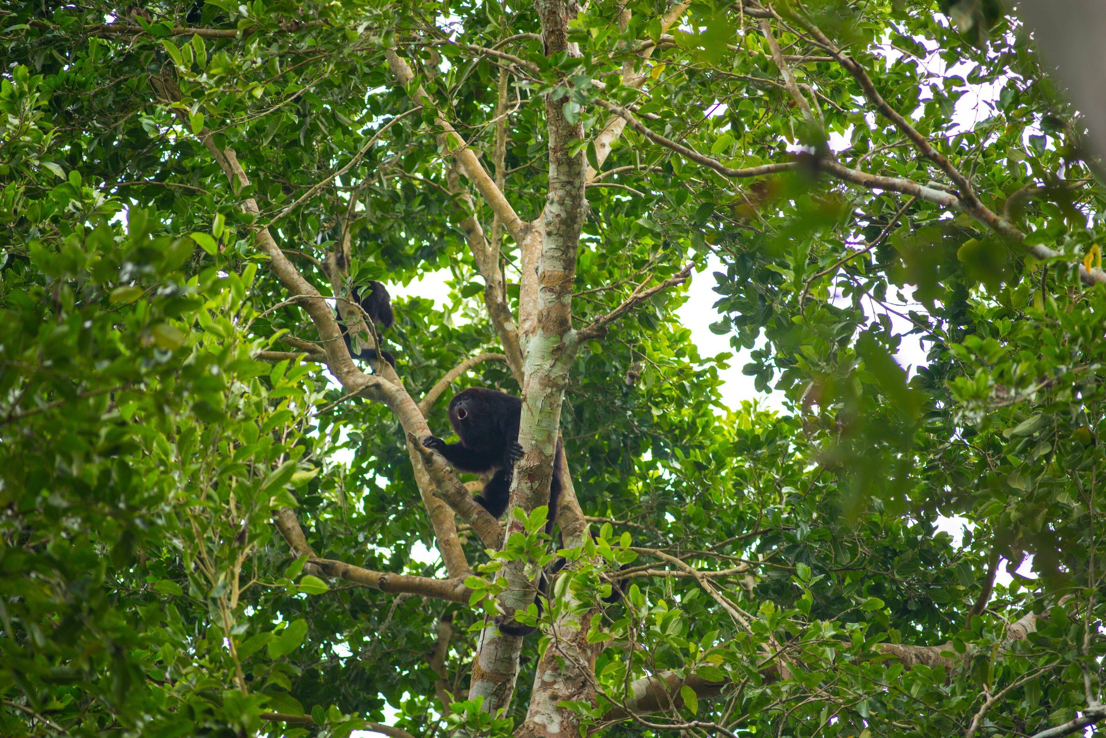 Un árbol con follaje denso y un animal negro posado en una rama.