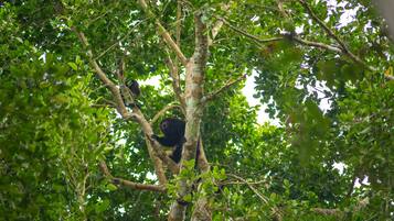 Un árbol con follaje denso y un animal negro posado en una rama.