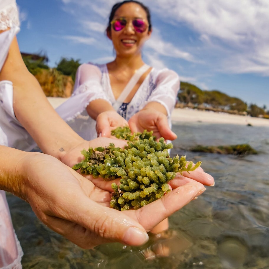 Two people holding seaweed by a beach.