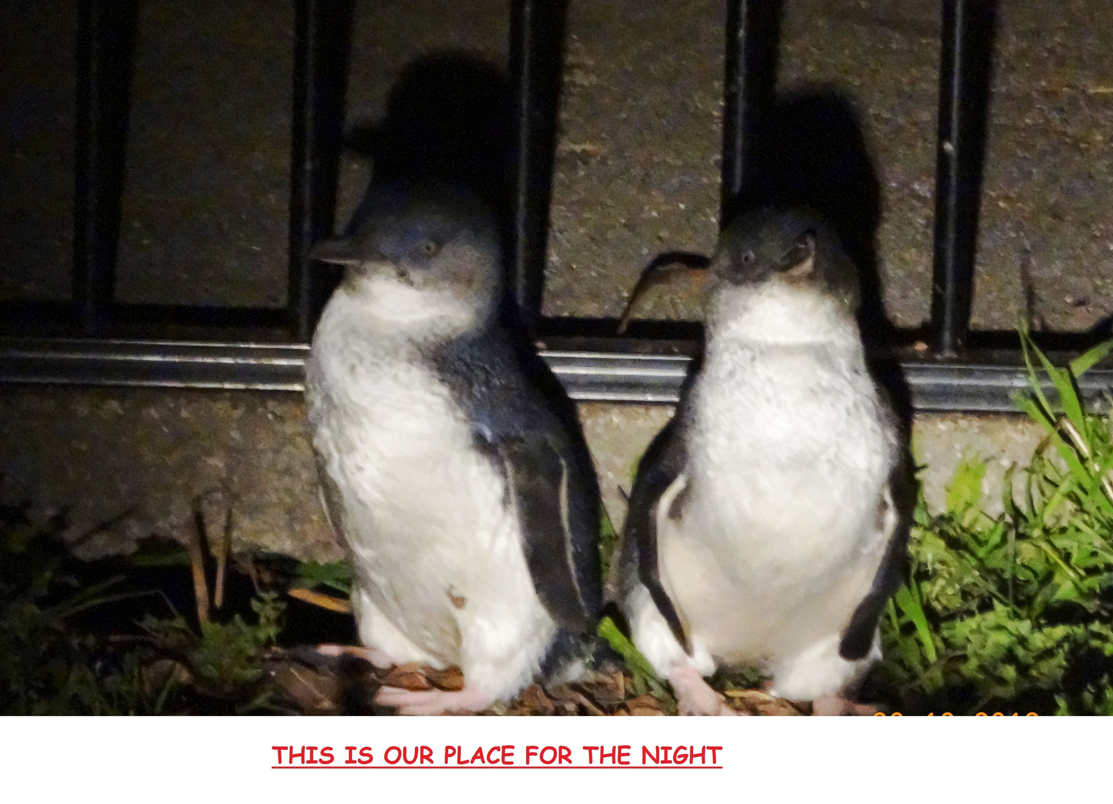 Two penguins standing on a ledge with a metal railing in the background.