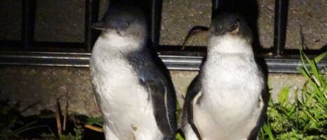 Two penguins standing on a ledge with a metal railing in the background.