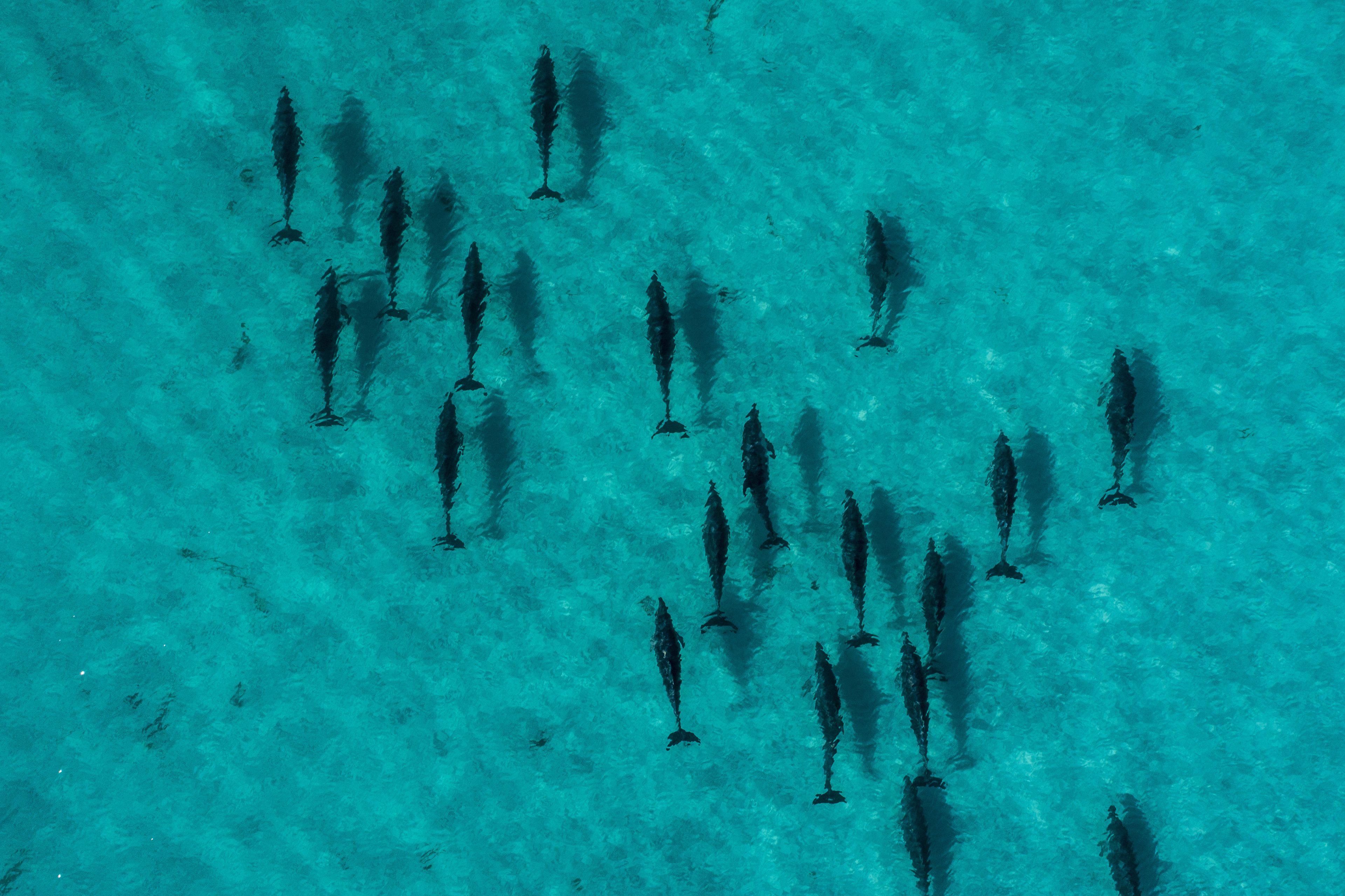 A group of fish swimming in clear blue water.