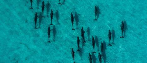 A group of fish swimming in clear blue water.