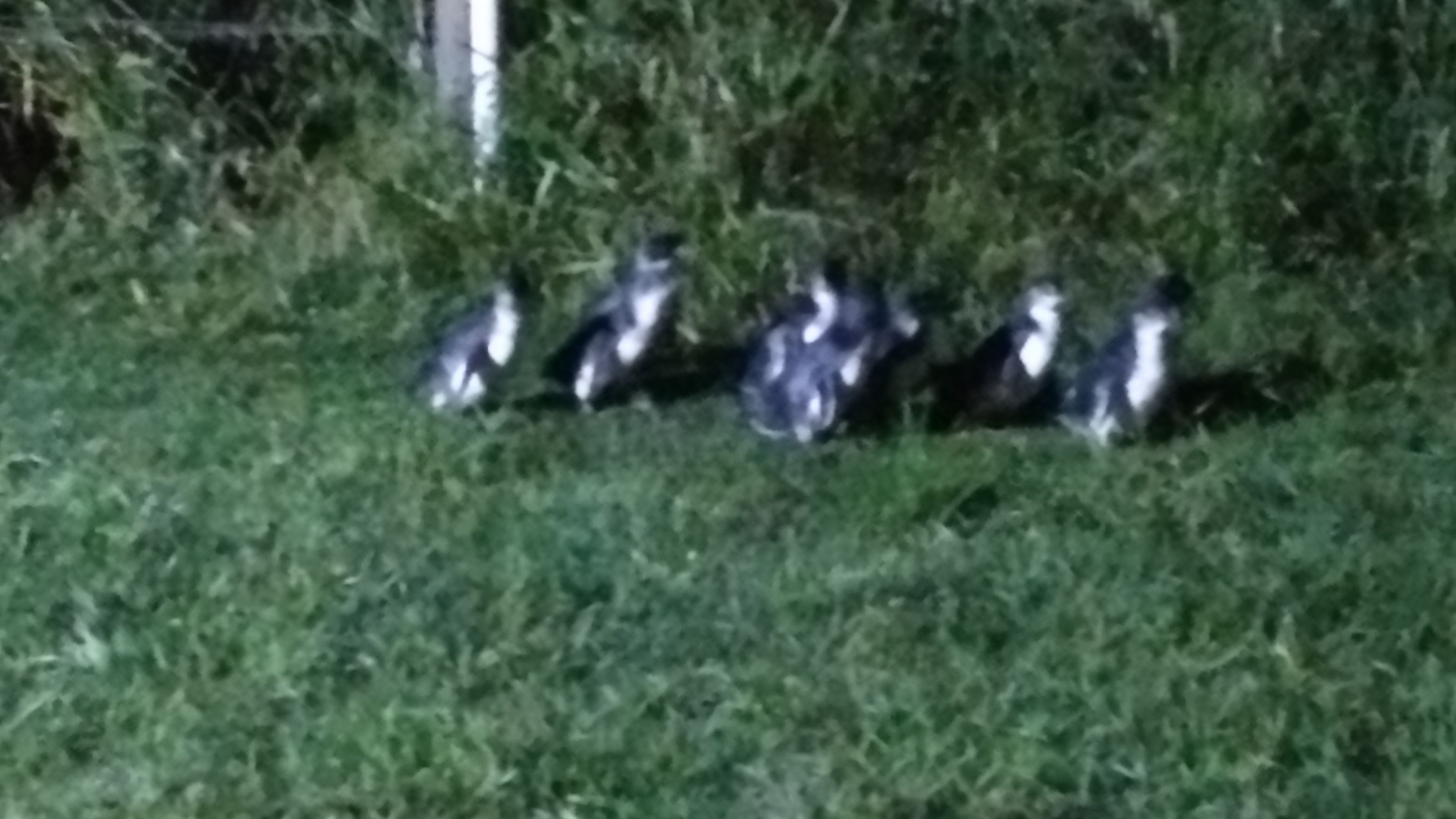 Un grupo de pingüinos sobre césped.