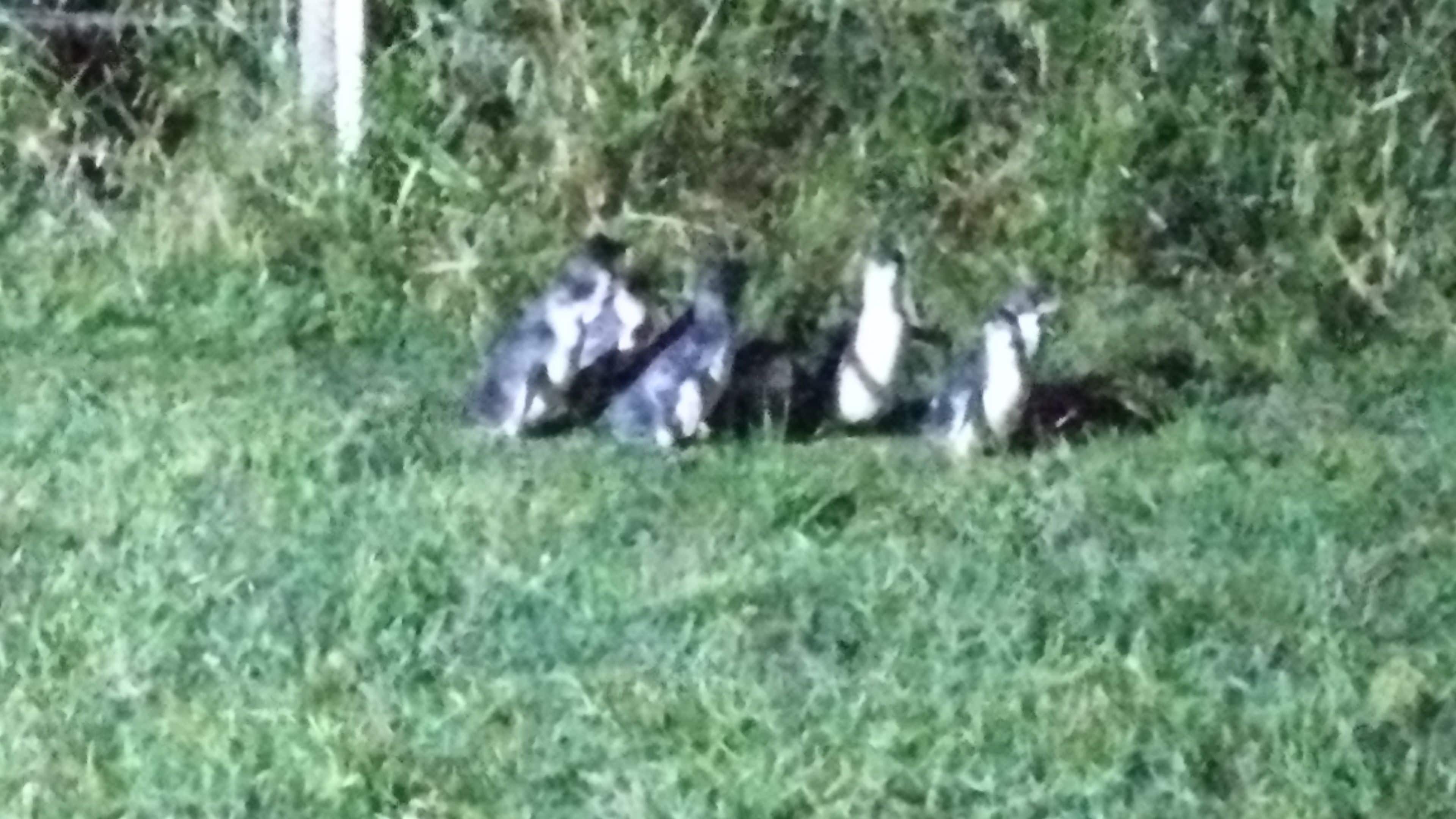 A group of penguins in a grassy area.