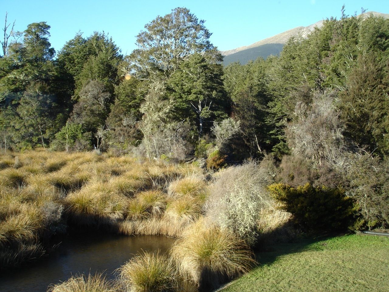 Un paysage naturel avec un petit plan d’eau entouré d’herbe et d’arbres.
