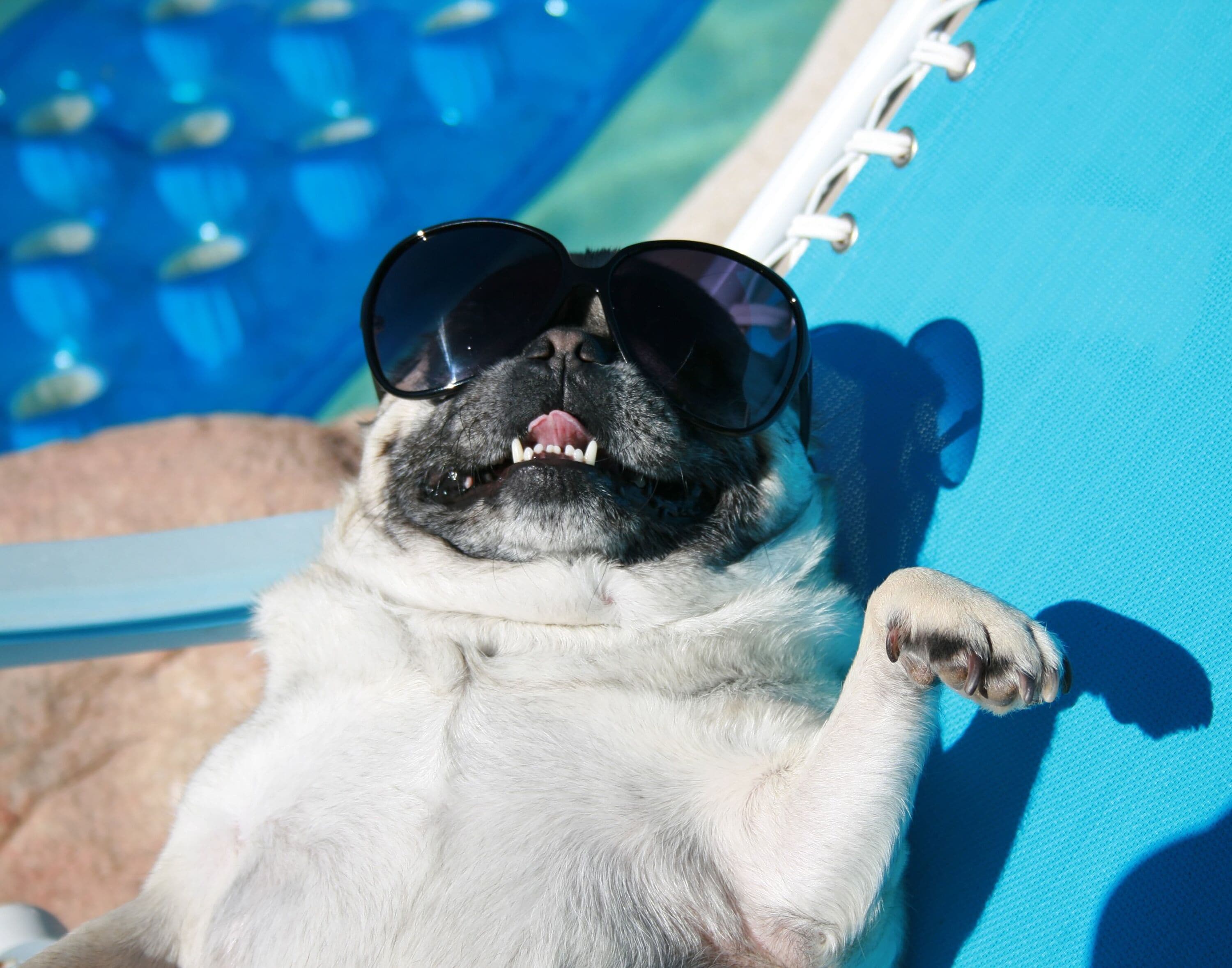 A dog lying on a blue lounge chair by a pool.