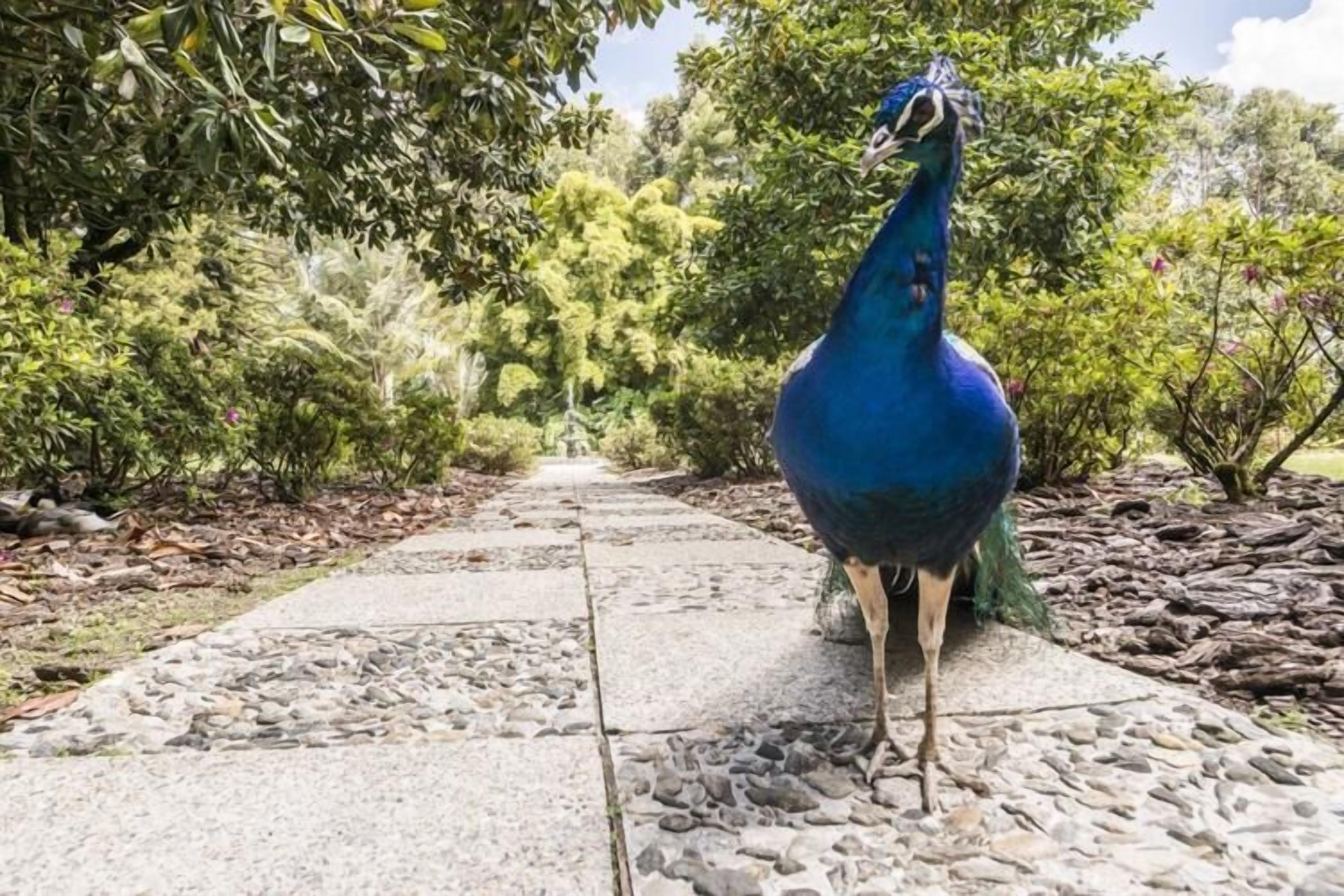 Un paon se tient sur un chemin de pierre, entouré de verdure.