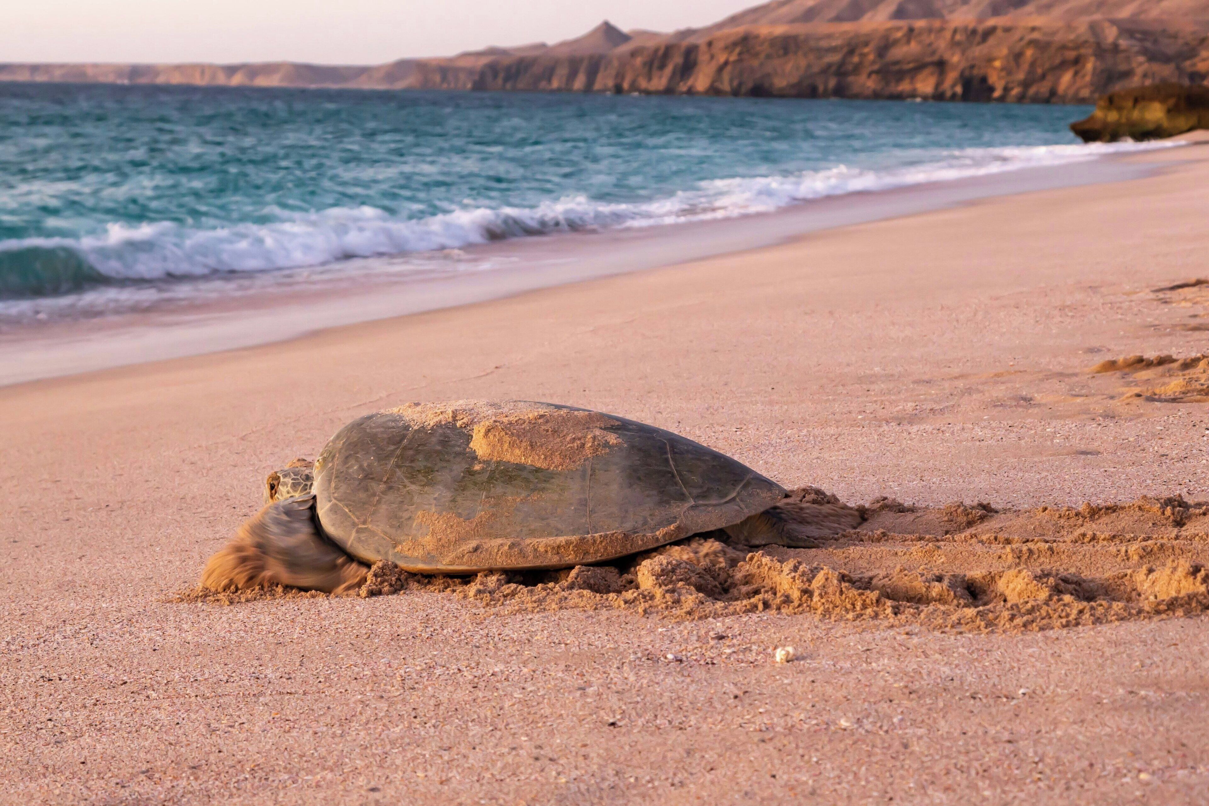 A turtle on a sandy beach with the ocean and cliffs in the background.